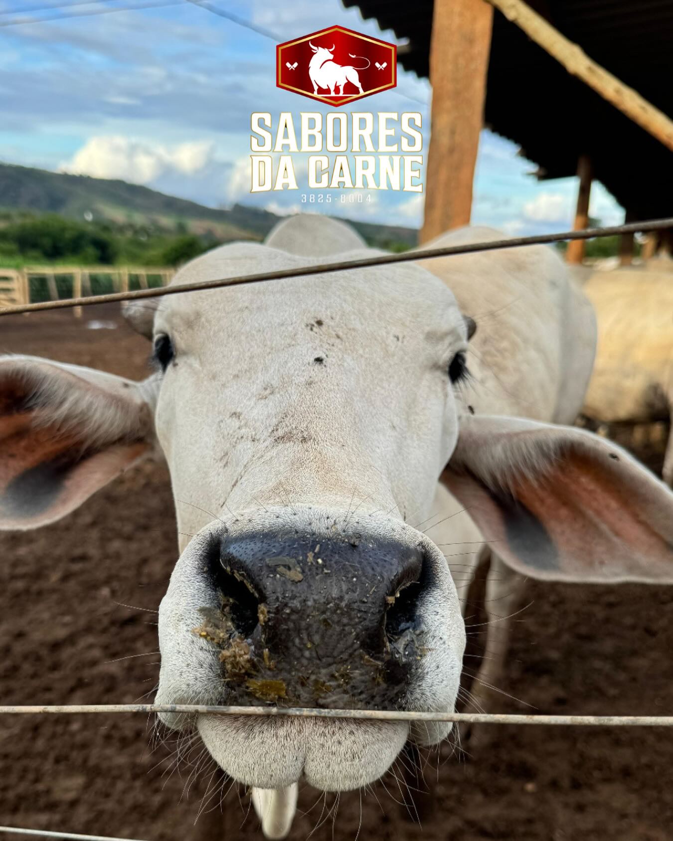 Sustentabilidade - Gado criado solto em pastagens naturais